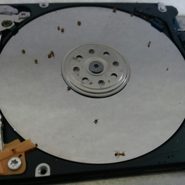 Recuperacion de datos de disco duro dañado por hormigas